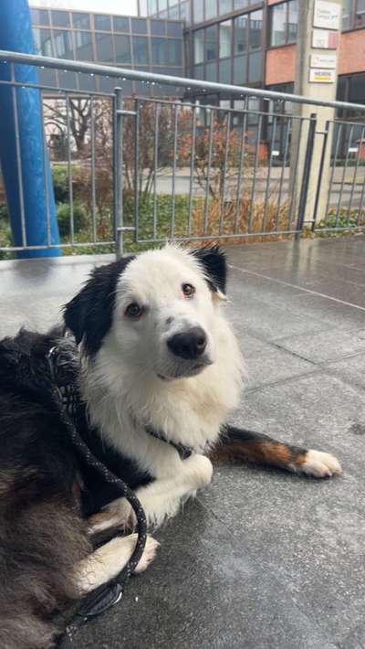 Aussies-Beitrag-Bild