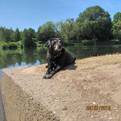 Die Dogorama Kalender Challenge 4/4-Beitrag-Bild