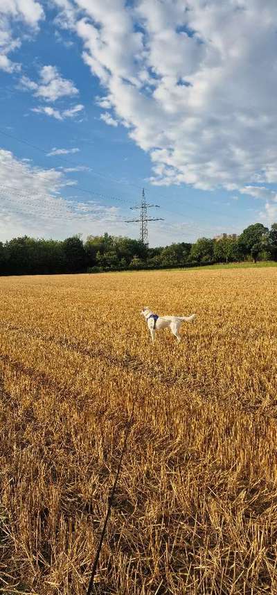 Hundetreffen-Spielen und Gassi gehen 🐾-Bild