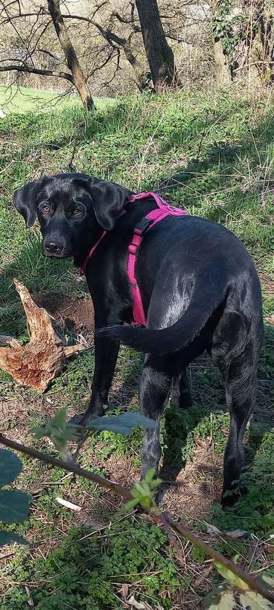 eure Spitznamen für die Vierbeiner-Beitrag-Bild