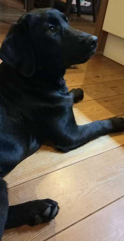 Reinrassige Hunde?-Beitrag-Bild