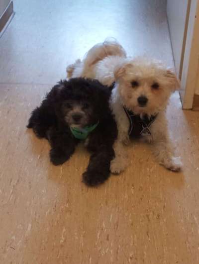 Bolonka Zwetna Freunde-Beitrag-Bild