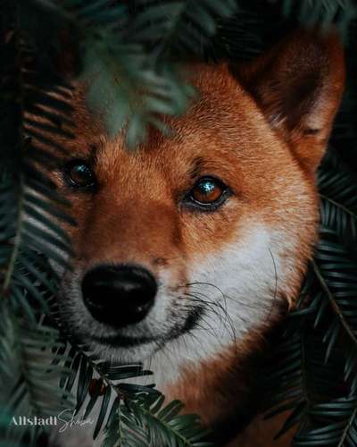 Dogorama Photo Challenge - Hundeblick zum hinschmelzen-Beitrag-Bild