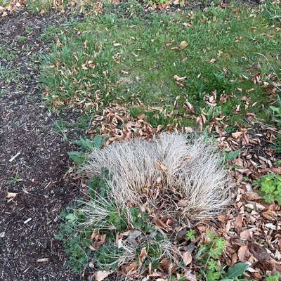 Giftköder-Giftköder - wahrscheinlich Rattengift-Bild