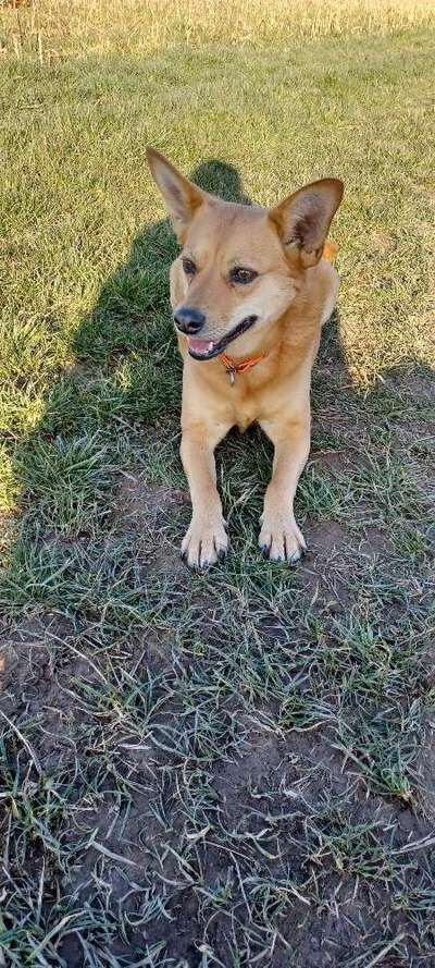 Dogorama Photo Challenge - Der Frühling kommt-Beitrag-Bild