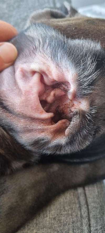 Schmutzige Ohren-Beitrag-Bild