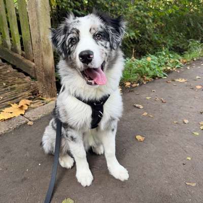 Hundetreffen-Gassifreunde gesucht!-Bild