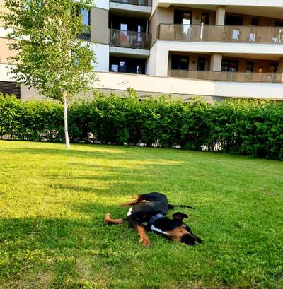 Die Dogorama Monats Challenge "Es grünt und blüht"-Beitrag-Bild