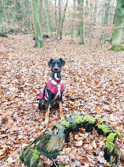 Hundetreffen-Wir suchen einen ruhigen und souveränen Hund-Bild