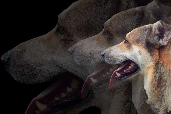 Photomontagen mit Hund-Beitrag-Bild