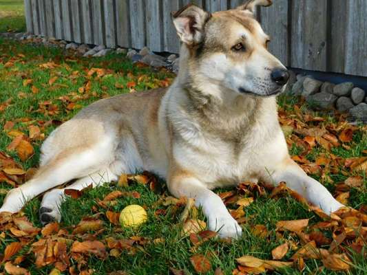 Schäferhund-Beitrag-Bild