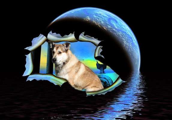 Photomontagen mit Hund-Beitrag-Bild