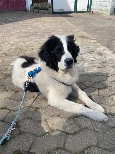 Seltene Rassen!-Beitrag-Bild