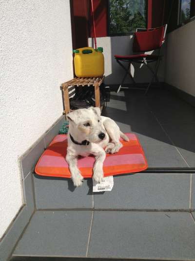 Jack Russell-Beitrag-Bild