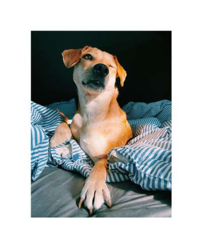 Rassetest-Beitrag-Bild