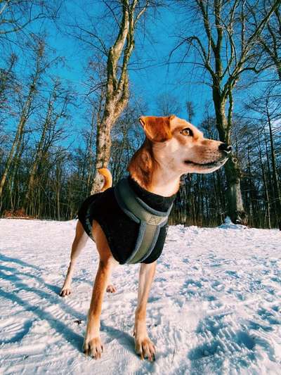 Wie hat sich Euer Problemhund entwickelt-Damals und Jetzt-Beitrag-Bild