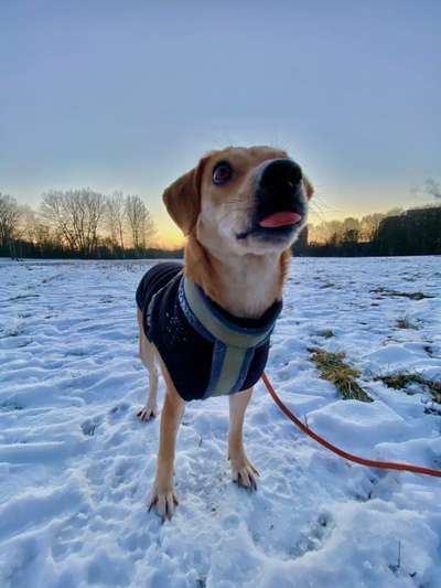 Wie hat sich Euer Problemhund entwickelt-Damals und Jetzt-Beitrag-Bild