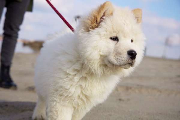 Hundetreffen-Welpentreffen in Wallenhorst-Bild