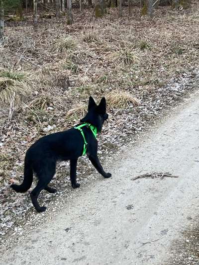 Alles rund um den Schäferhund, diskutieren erwünscht.-Beitrag-Bild