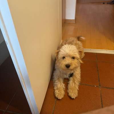 Hundetreffen-Junghund aus dem Tierschutz sucht Freunde :)-Bild