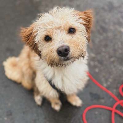 Hundetreffen-Junghund aus dem Tierschutz sucht Freunde :)-Bild
