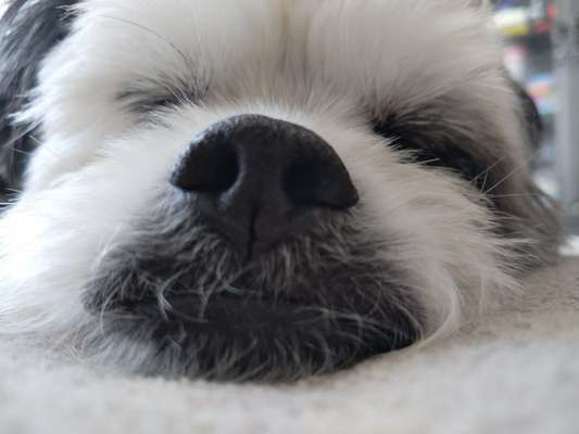 eure Spitznamen für die Vierbeiner-Beitrag-Bild