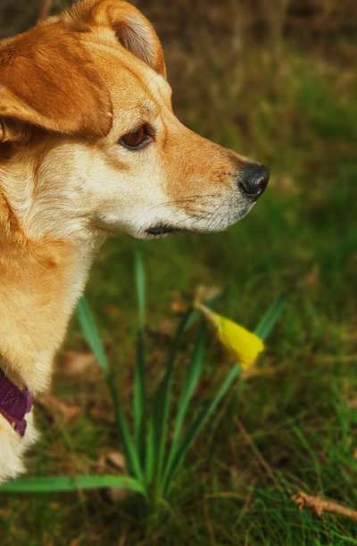 Dogorama Photo Challenge - Der Frühling kommt-Beitrag-Bild
