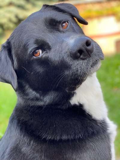 Mischlingshunde Foto Aufruf-Beitrag-Bild