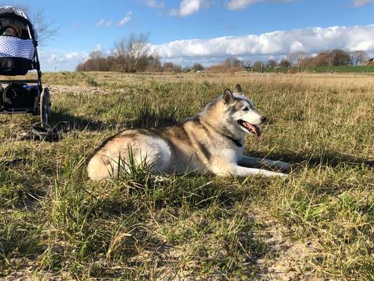 Nordische Hunde-Beitrag-Bild