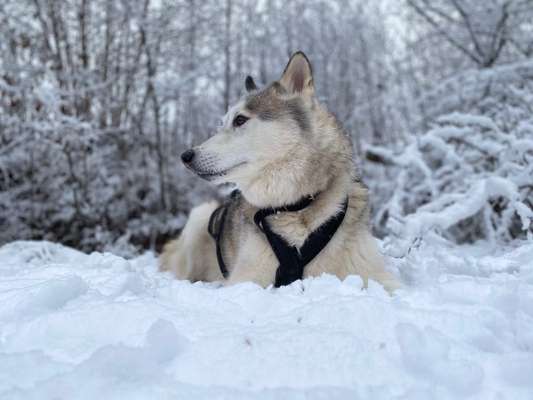 Fotochallenge 61 ~ Schnee-Beitrag-Bild