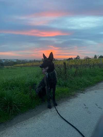 Sonnenaufgänge oder - untergänge-Beitrag-Bild