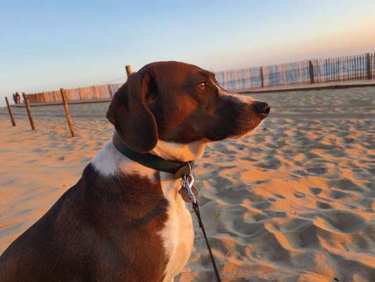 Segugio-Mix-Beitrag-Bild