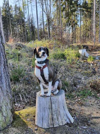 Segugio-Mix-Beitrag-Bild