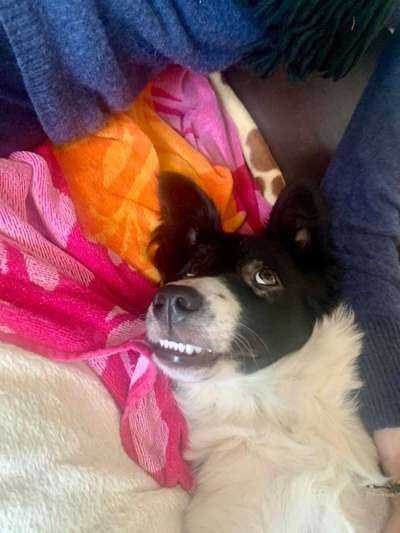 Zeige das lustigste Bild eures Hundis-Beitrag-Bild