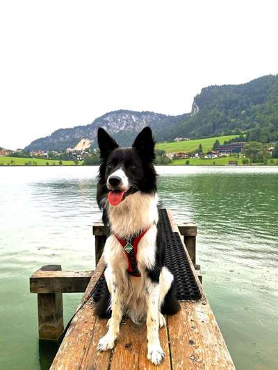 Mischlingshunde Foto Aufruf-Beitrag-Bild