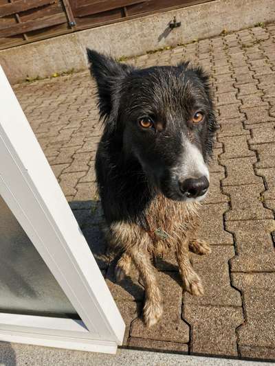 FOTOCHALLENGE 72 - Glücklicher Hund im Schmuddel-Look-Beitrag-Bild