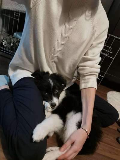 Welpen Bilder !-Beitrag-Bild