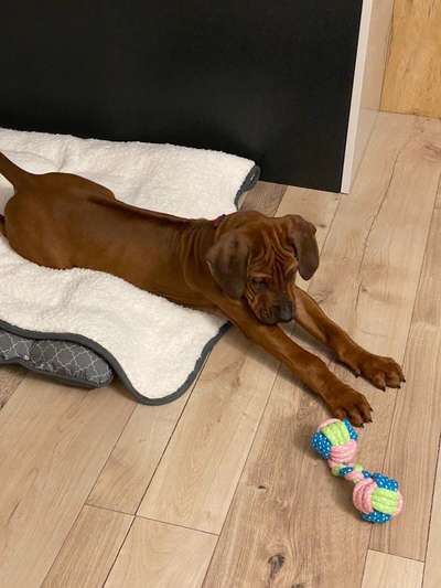 Rhodesian Ridgeback-Beitrag-Bild