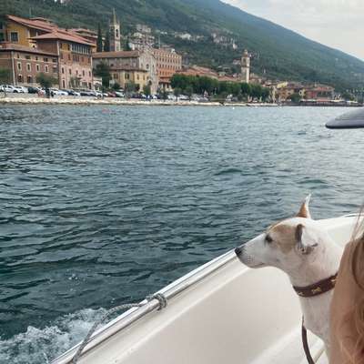 Hundetreffen-Playdates & mutual dogsitting (occasionally)