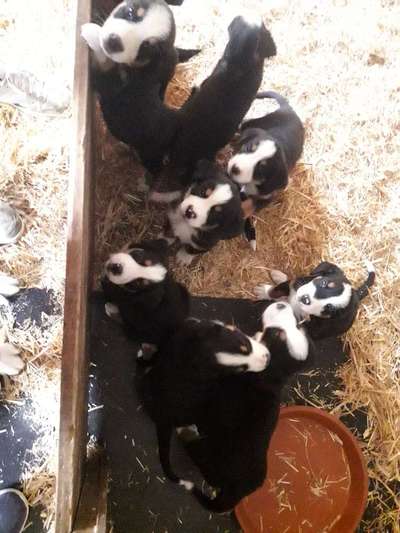 Schweizer Sennenhunde-Beitrag-Bild