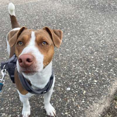 Hundetreffen-Gassi Runde-Bild