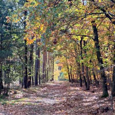 Hundeauslaufgebiet-Stendaler Stadtforst-Bild