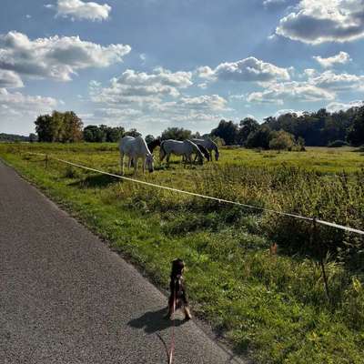Hundeauslaufgebiet-Elbufer Arneburg-Bild