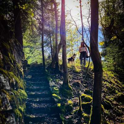 Hundetreffen-Runde durchs Moor-Profilbild