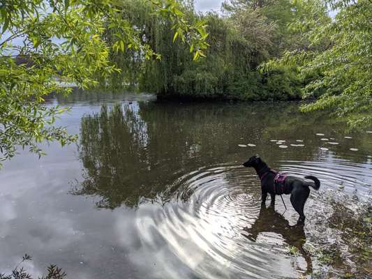 Dein Hund im Dogorama-Kalender 2021-Beitrag-Bild