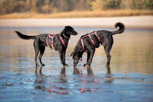 Bester Freund, Hundekumpel - zeigt her!-Beitrag-Bild