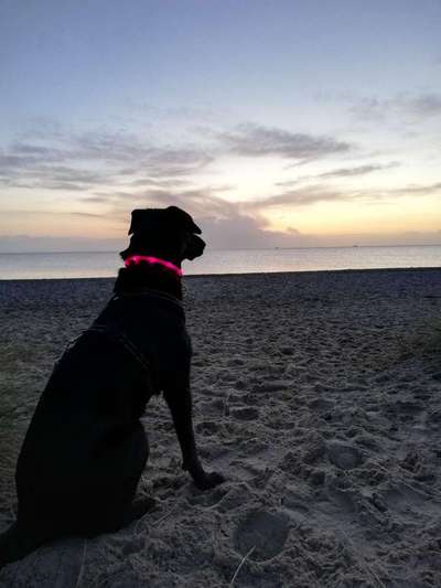 Dein Hund im Dogorama-Kalender 2021-Beitrag-Bild