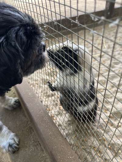 Hundetreffen-Spazieren und spielen-Bild