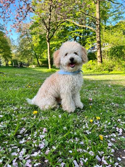 Hundetreffen-Malteser/Maltipoo/Pudel/Havaneser & co. Treffen / zum Spielen und toben gesucht-Bild