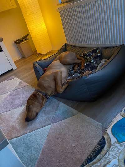 Rhodesian Ridgeback-Beitrag-Bild